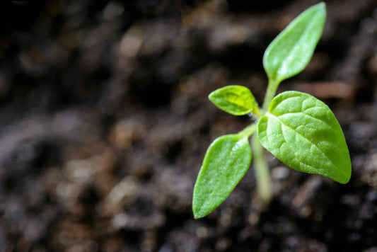 The Magic of Plants