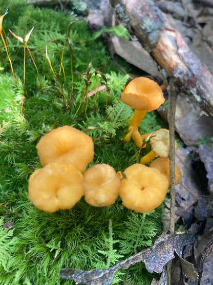 Vata-Pacifying Rejuvenation Retreat